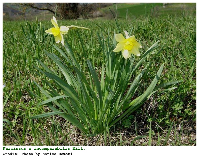 Narcissus x incomparabilis Mill.